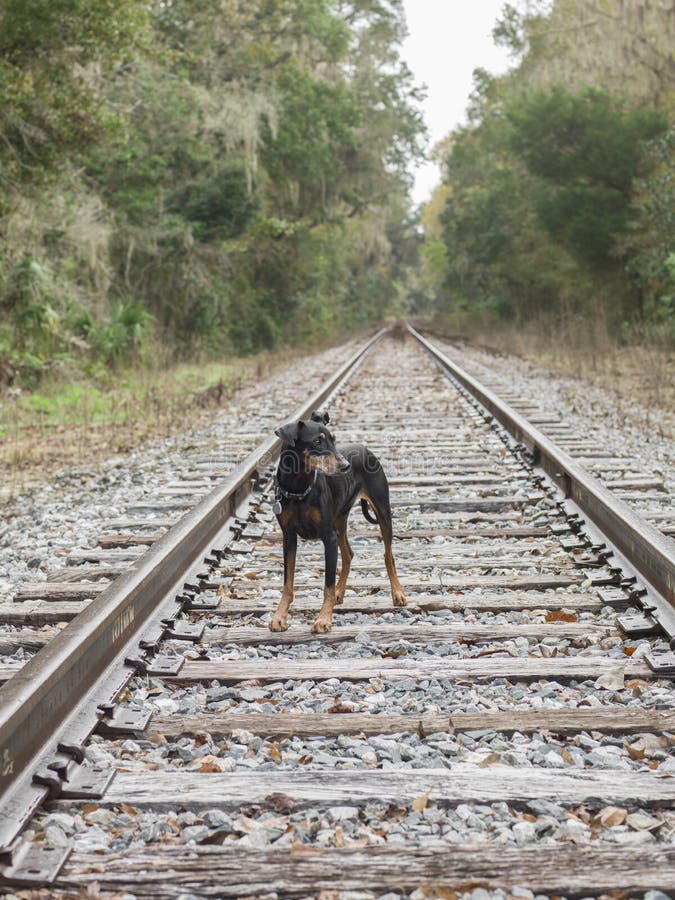 Dogs on railroad tracks stock photo. Image of walking 