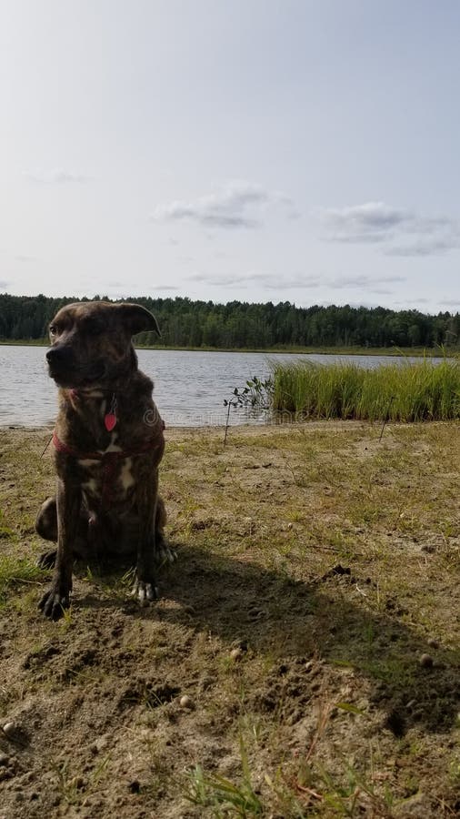 A cute dog by the water stock image. Image of rock, nature 196871627