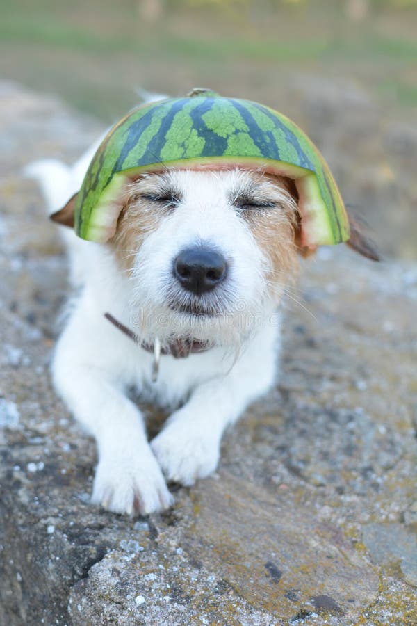 Cute Dog with a Watermelon Hat Stock Photo Image of funnypet, veryhot