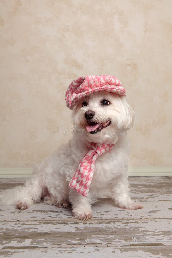 Cute Dog Wearing Hat And Scarf Stock Image Image of clothes, scarf 24216347