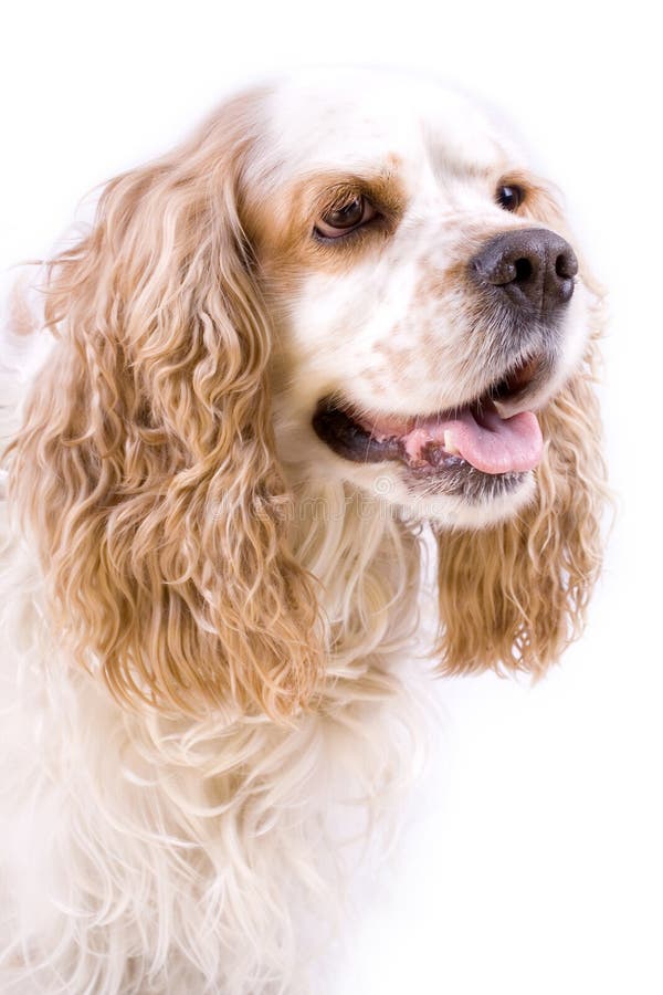 Cute dog on a white background