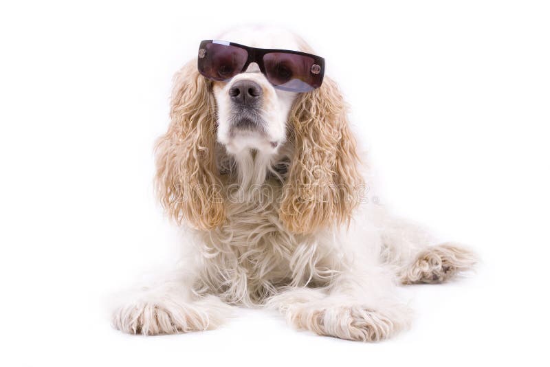 Cute dog on a white background