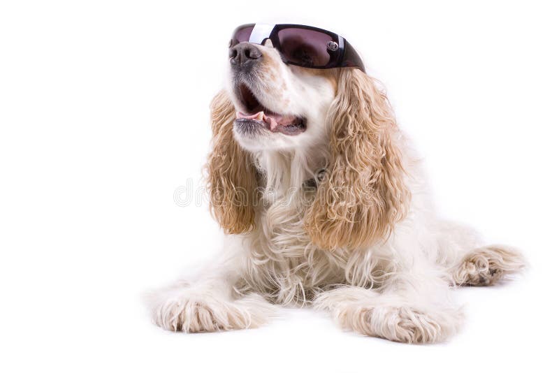 Cute dog on a white background