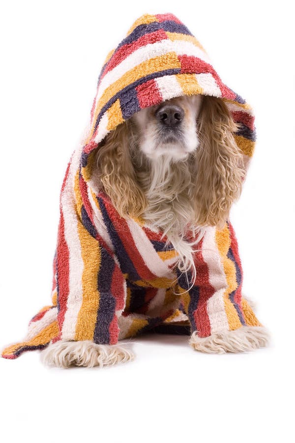 Cute dog on a white background