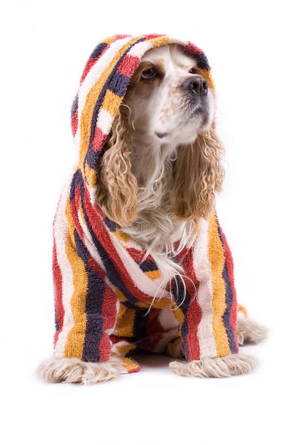 Cute dog on a white background