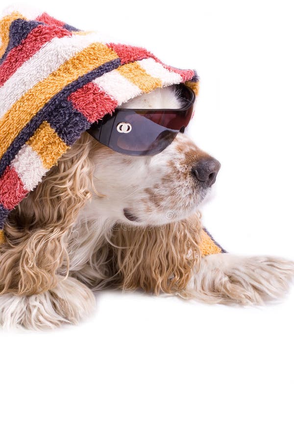 Cute dog on a white background