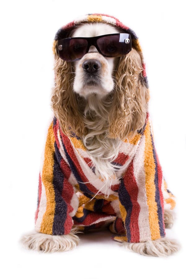 Cute dog on a white background