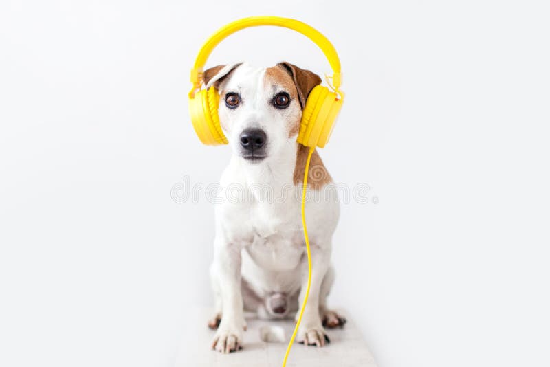 Cute Dog with Yellow Headphones on a White Stock Image Image of