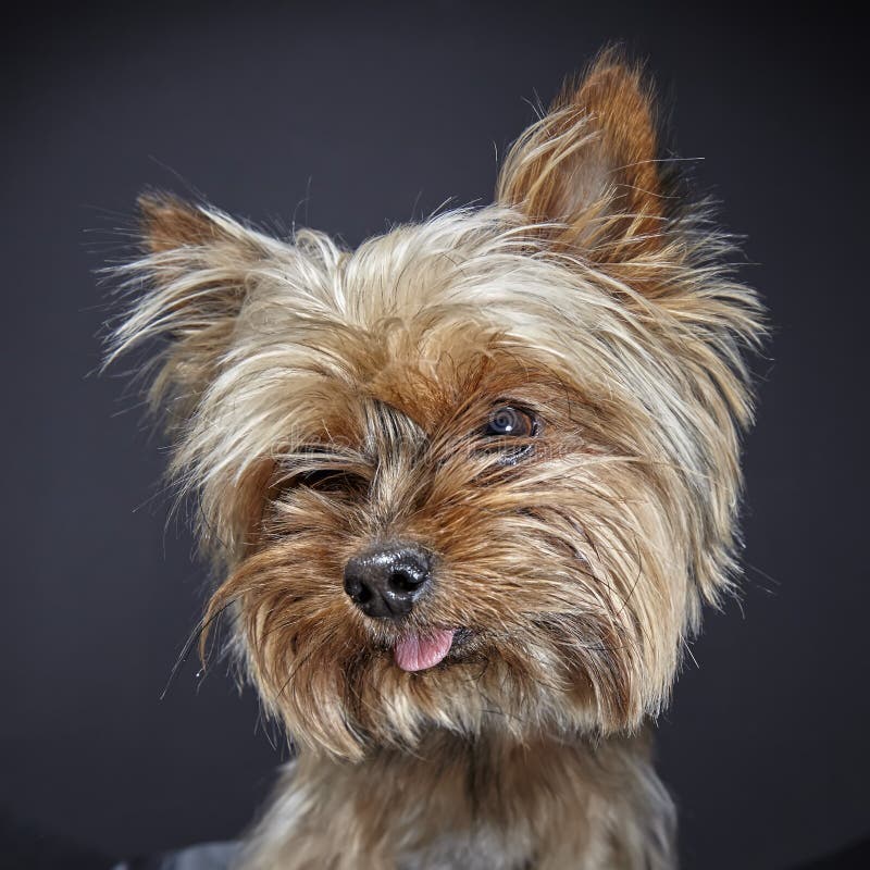 Cute dog , yorkshire terrier in carnival party hat celebrating birthday royalty free stock image Cute dog , yorkshire terrier in carnival party hat celebrating birthday royalty free stock image