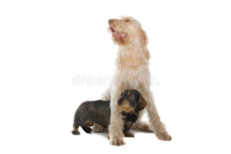 Cute Dogs Playing Stock Image Image Of Dachshund Italiano 12079837