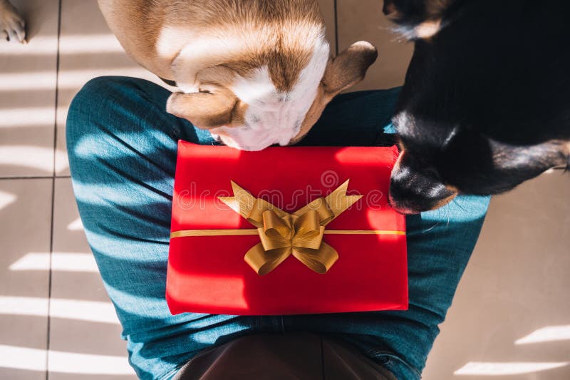 Cute Dogs Playing with a Red Gift Package on the Lap of a Man Stock