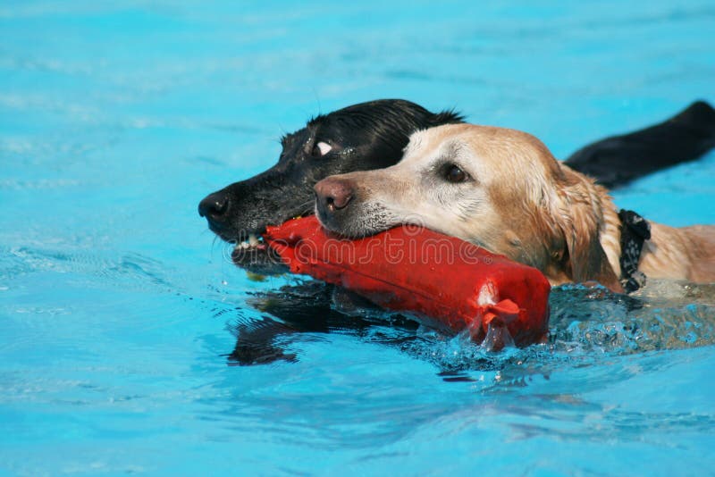 Cute dogs at a pool stock image. Image of retriever, furry 27930721