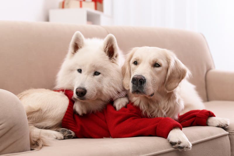 Cute dogs in warm sweaters on sofa at home. Christmas celebration royalty free stock image