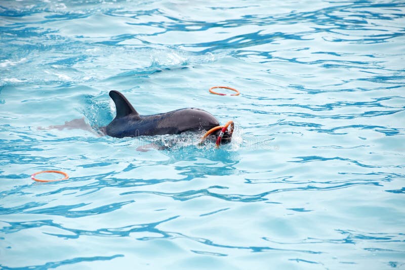 Cute dolphins during a speech at the dolphinarium