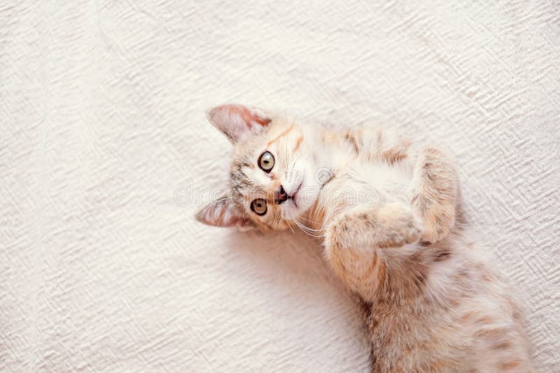 kitten on back with paws up