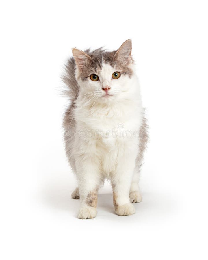 Cute Domestic Medium Hair Cat Stock Photo - Image of medium, shot: 173528832