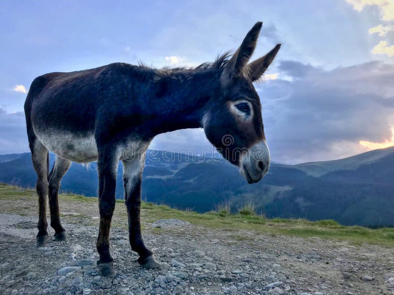 Cute Donkey Closeup on the Mountain at Sunset Stock Image - Image of happy,  expressive: 123034439