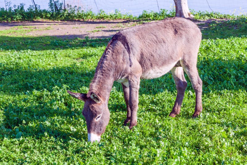 Cute Donkey Eating Green Grass Near Lake Stock Image Image of farm