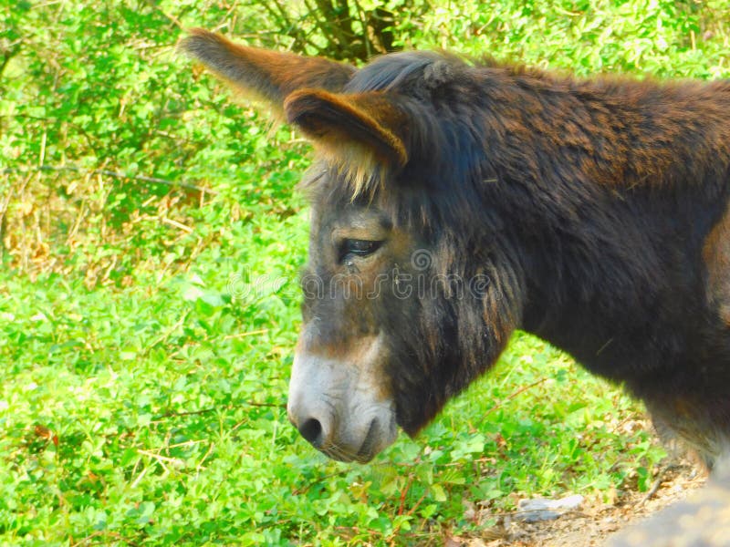 Cute donkey profile royalty free stock photo