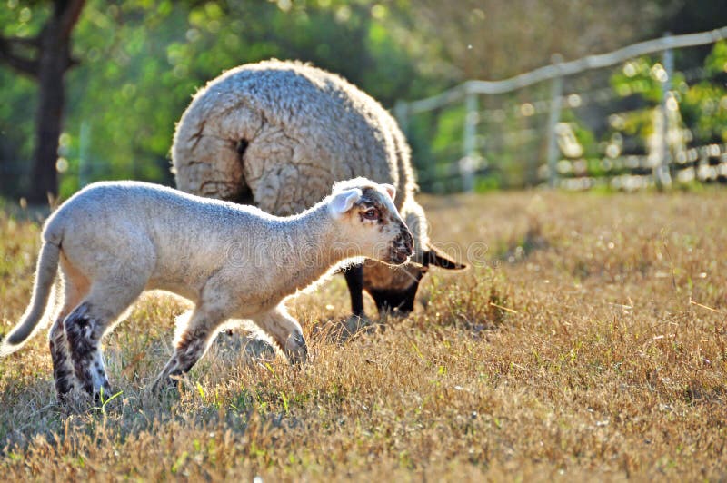 Cute Dorset Down Spring lamb running playing in pasture