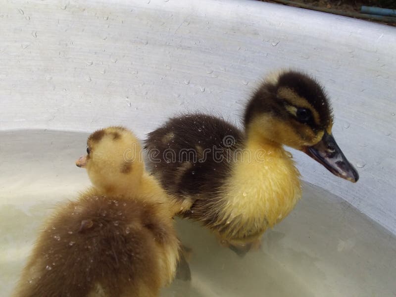 Cute Duckling Duck Taking Bath Stock Image Image of duckling, pond