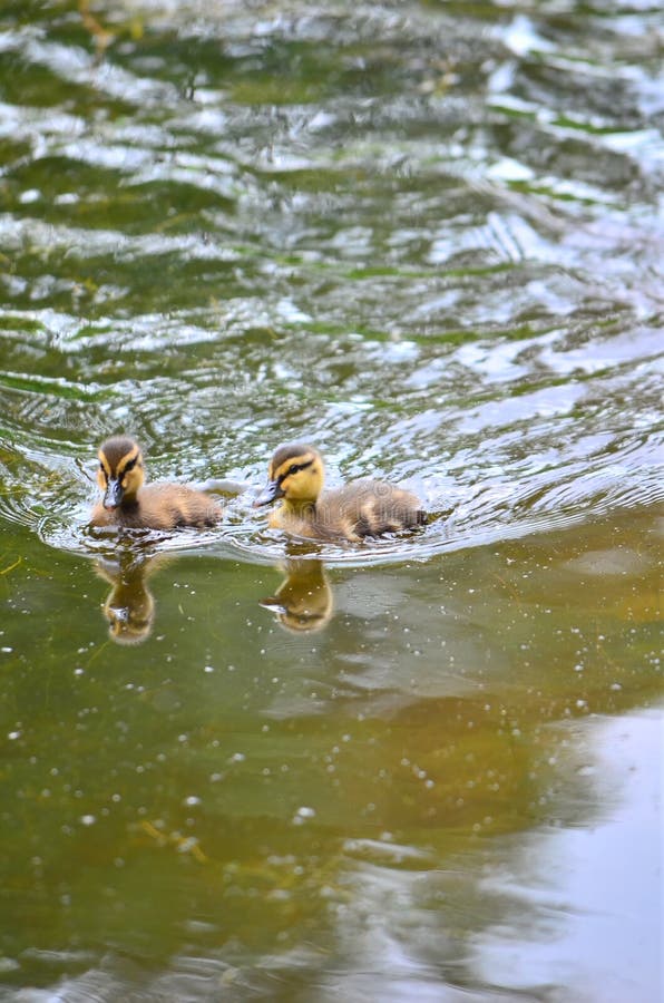 Cute Duckling Sibling Companion stockbild