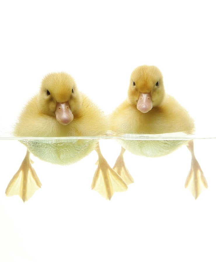 Cute ducklings swimming