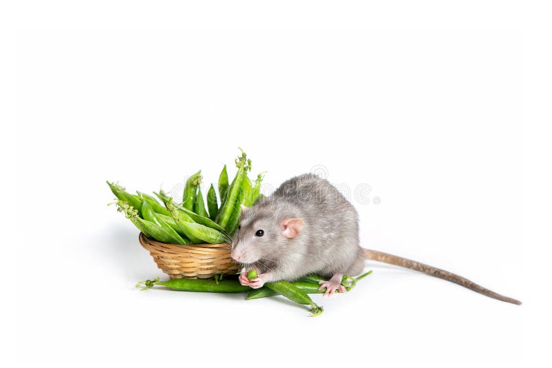 Cute pet. A cute Dumbo rat on a white background isolated eating green peas. The symbol of 2020. Cute pet. A cute Dumbo rat on a white background isolated eating green peas. The symbol of 2020