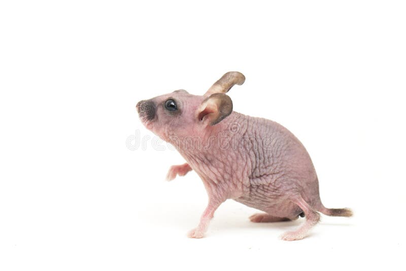 Cute Dwarf Hairless Hamster Isolated on White Background Stock Image