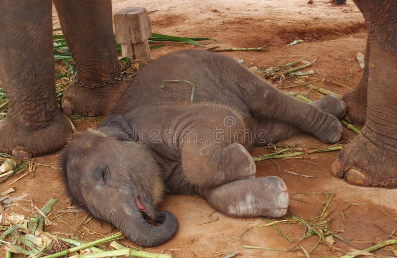 Cute Elephant Baby Sleeping On The Ground Stock Image Image 25835383