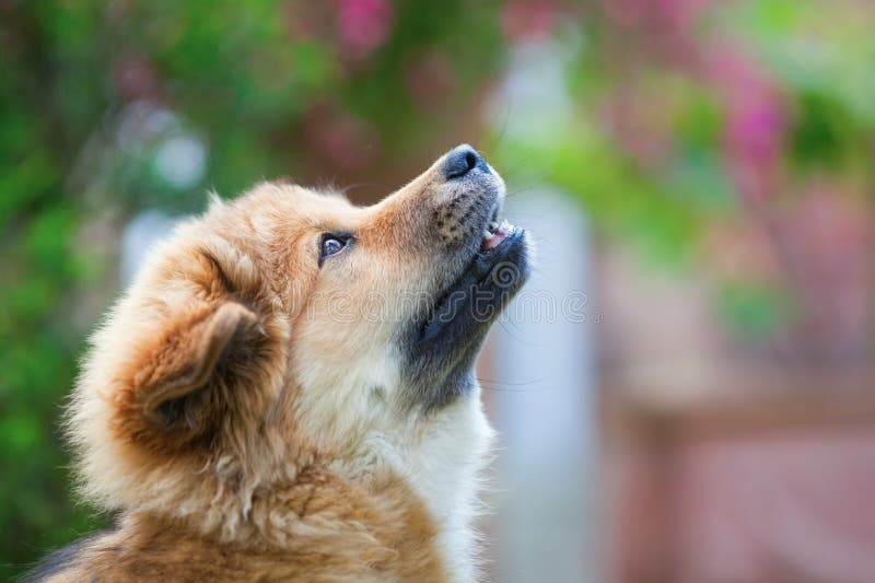 Cute Elo puppy looking up