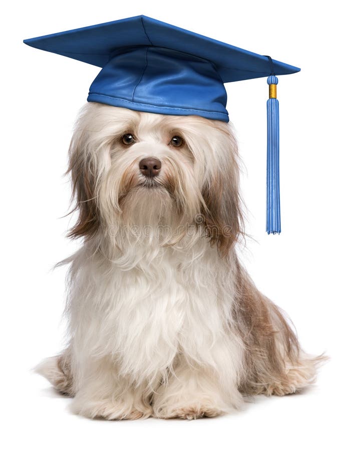 Bella orgogliosi di laurea cioccolato havanese cane con tappo blu isolato su sfondo bianco.