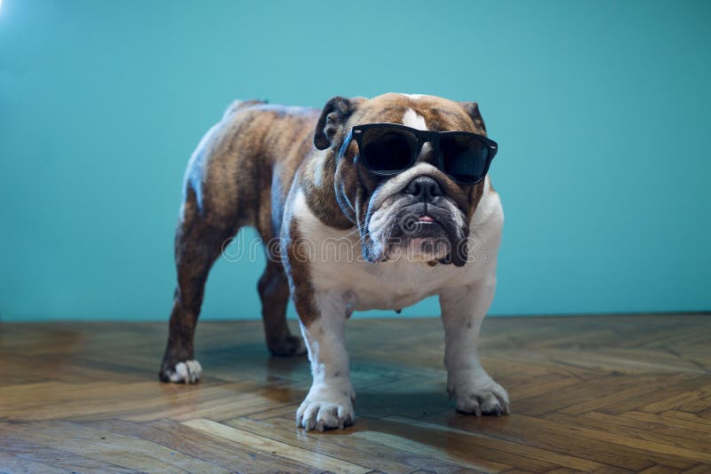 237 English Bulldog Sunglasses Photos - Free & Royalty-Free Stock Photos  from Dreamstime