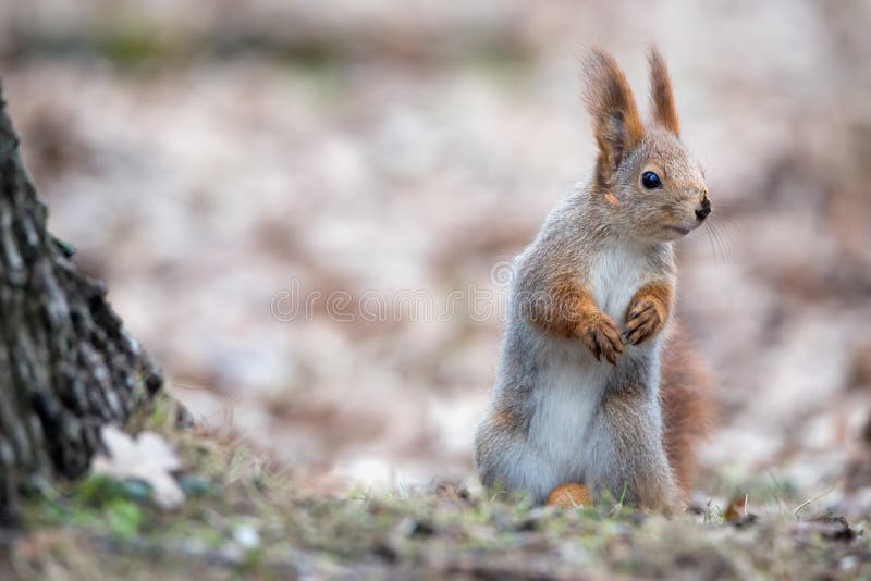 Cute Eurasian Red Squirrel Sciurus Vulgaris Stands In The Autumn Foliage Near A Tree And Looks Right. Squirrel Hides A Large N royalty free stock photo Cute Eurasian Red Squirrel Sciurus Vulgaris Stands In The Autumn Foliage Near A Tree And Looks Right. Squirrel Hides A Large N royalty free stock photo