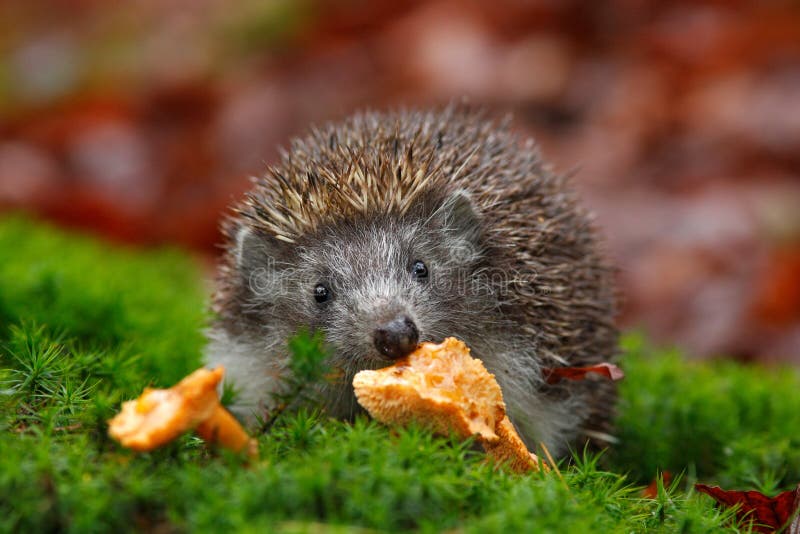 Cute European Hedgehog, Erinaceus europaeus, eating orange mushroom in the green moss