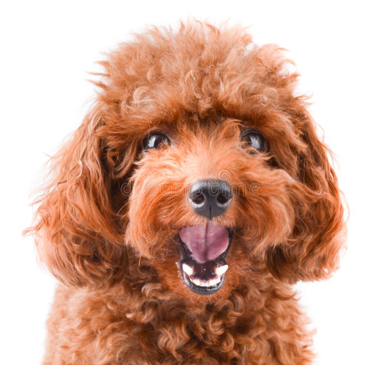 cute miniature poodle