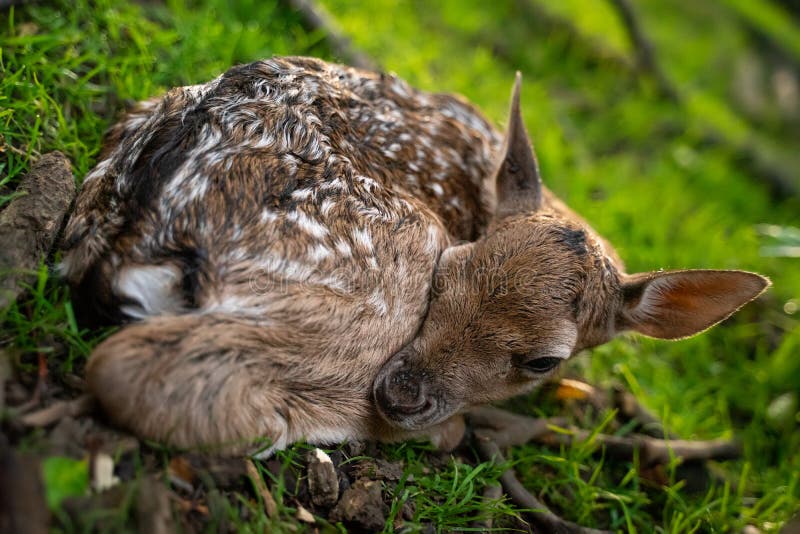 Cute Fallow Deer Fawn. Close-up Baby Animal. Adorable Newborn Fawn. Stock  Image - Image of mammal, grass: 158017975