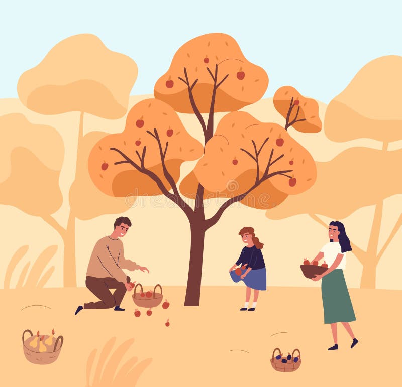Cute family picking apples in garden vector flat illustration. Happy mother, father and daughter gathering fruits from.