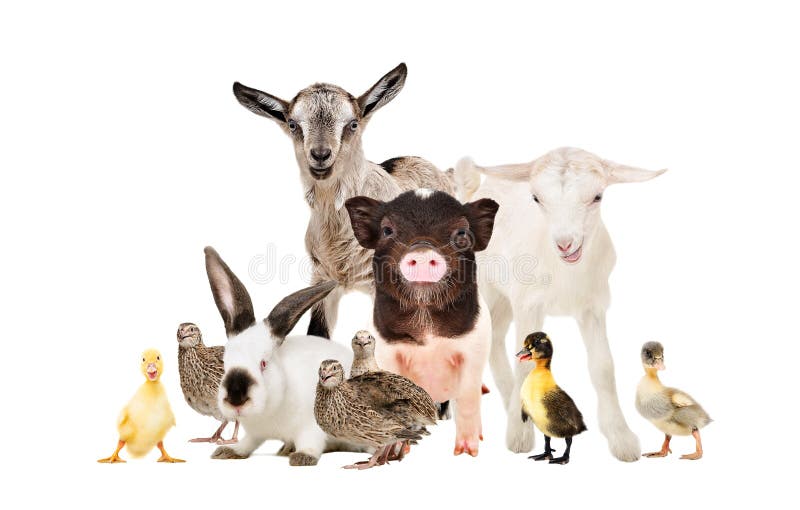Cute farm animals together stock image. Image of industry - 139710611 Cute farm animals together stock image. Image of industry - 139710611