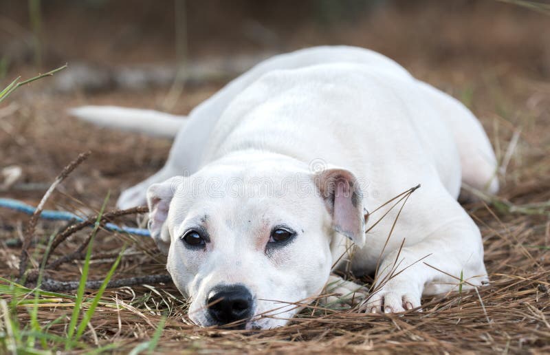 Unspayed dog sales