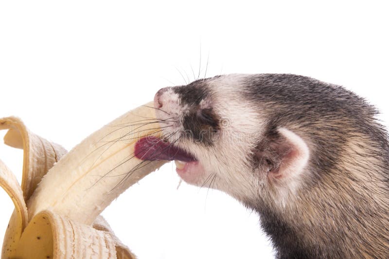 Cute ferret eating banana stock photo. Image of furry 39968446