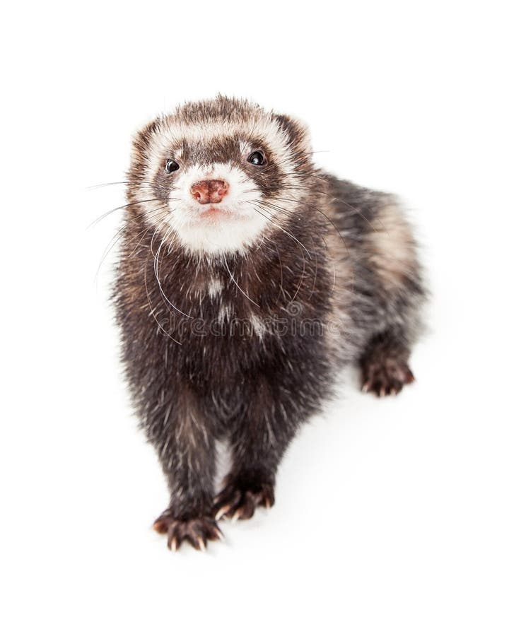 Ferret Walking and Looking Up Stock Image Image of mustela, studio