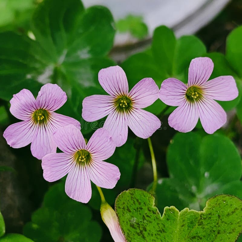 Cute flowers stock image. Image of nature, flowers, garden 274495865