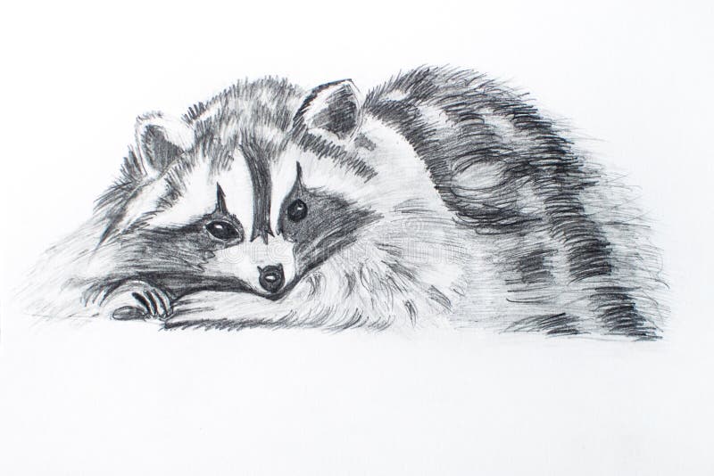841 Animal Pencil Sketch Stock Photos - Free & Royalty-Free Stock Photos from Dreamstime 841 Animal Pencil Sketch Stock Photos - Free & Royalty-Free Stock Photos from Dreamstime