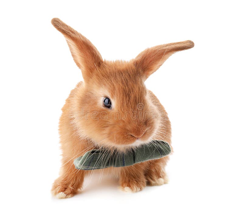Cute Fluffy Bunny with Bow Tie on White Background Stock Photo - Image