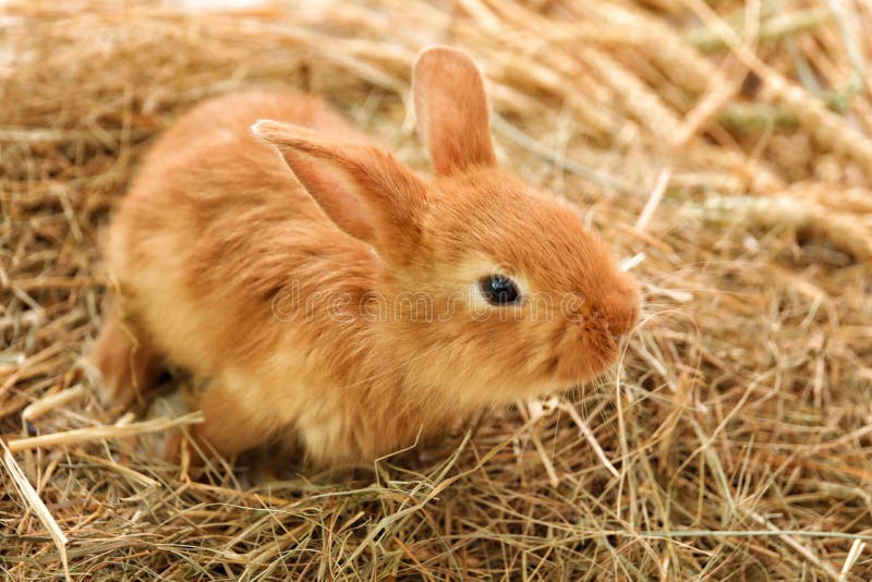 Cute fluffy bunny on straw