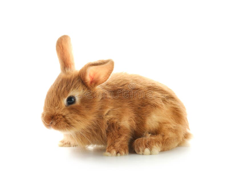 Cute fluffy bunny on white background