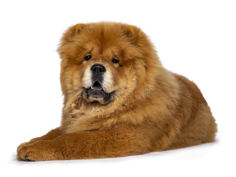 Cute Fluffy Chow Chow Pup Dog Isolated On A White Background Stock Image Image Of Standing Mammal Cute Fluffy Chow Chow Pup Dog Isolated On A White Background Stock Image Image Of Standing Mammal