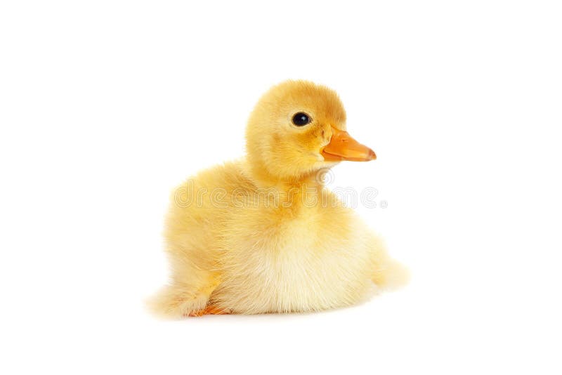 Cute fluffy duckling royalty free stock image