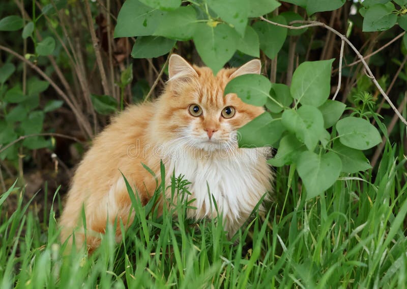 Cute fluffy ginger cat in green grass stock photos
